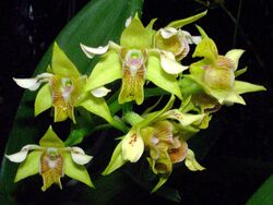 Dendrobium macrophyllum Orchi 13.jpg