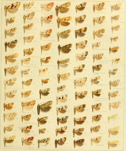 Die palaearktischen tortriciden. Eine monographische darstellung mit 24 tafeln in farbendruck, einer stammtafel und mehreren abbildungen im text. Mit einer unterstützung des (20317683243).jpg