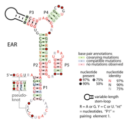 EAR-RNA.svg