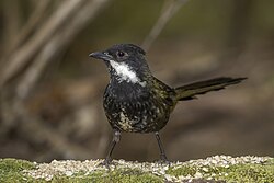 Eastern whipbird (Psophodes olivaceus lateralis) Atherton.jpg