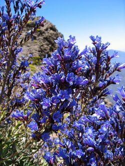 Echium gentianoides.jpg