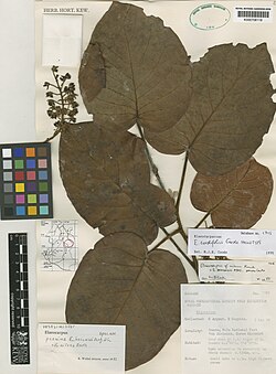 Elaeocarpus cordifolius.jpg