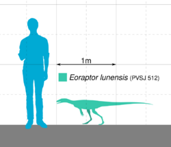 Eoraptor Scale.svg