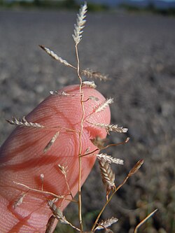 Eragrostis minor (6124338324).jpg