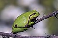 European tree frog (Hyla arborea) Extremadura.jpg