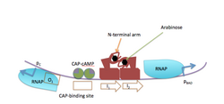Figure 2. Expression of araB, araA and araC in the presence of arabinose..png
