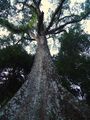 GAINT TREE^SABARIMALA KERALA - panoramio.jpg