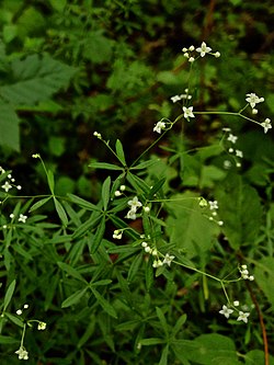 Galium concinnum - Shining Bedstraw (cropped).jpg