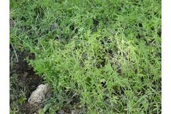 Galium mexicanum 09720 580 360.jpg