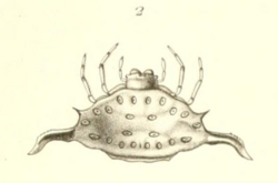 Gasteracantha recurva by Eugène Simon 1877.png