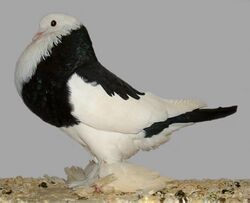 Ghent cropper(black magpie-marked).jpg