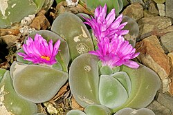 Gibbaeum dispar 1DS-II 1-8807-01.jpg