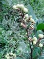 Glycosmis pentaphylla orangeberry vijayanrajapuram 03.jpg