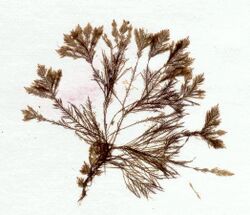 Halopteris filicina herbarium item.jpg