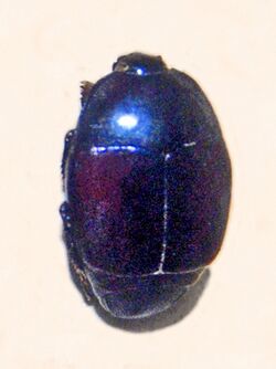 Histeridae - Saprinus splendens.JPG