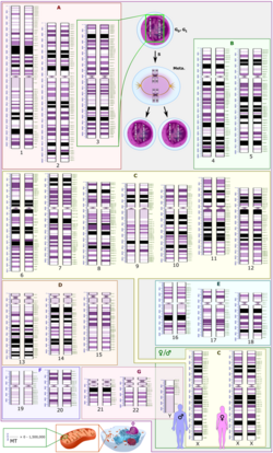 Human karyotype with bands and sub-bands.png