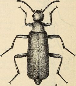 Image from page 15 of "Results of work on blister beetles in Kansas" (1921) (14803066963).jpg