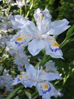 Iris japonica3.jpg