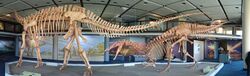 Iziko Jobaria Dinosaur Skeleton Panorama.jpg