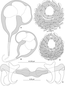 Journal.pone.0159886.g002 - Pseudorhabdosynochus of beverleyburtonae group - Pseudorhabdosynochus beverleyburtonae.png