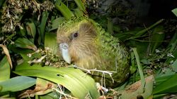 Kakapo Sirocco 1.jpg