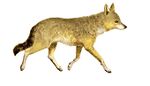 La vita degli animali descrizione generale del regno animale di A. E. Brehm Mammiferi (1872) Canis aureus aureus mod.jpg