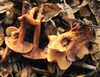 Lactarius rufulus edit 7959.jpg