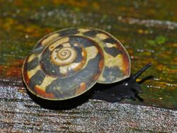 Land Snail (Videna metcalfei) (14963488294).jpg