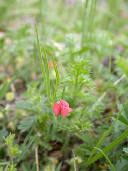 Lathyrus sphaericus Follateres.jpg