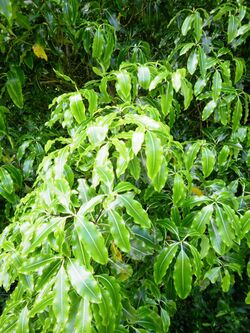 Lemonwood leaves
