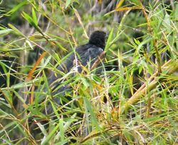 Lesser Black Coucal. Centropus bernsteini (48814736703) (cropped).jpg