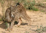 Spotted tawny Iberian Lynx in the dust