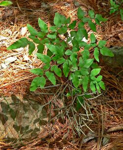 Llavea cordifolia 1.jpg