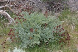 Lomatium dissectum 4248.JPG