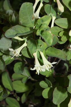 Lonicera utahensis 6356.JPG