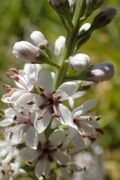 Lysimachia ephemerum kz03.jpg