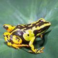 Mantella madagascariensis01.jpg