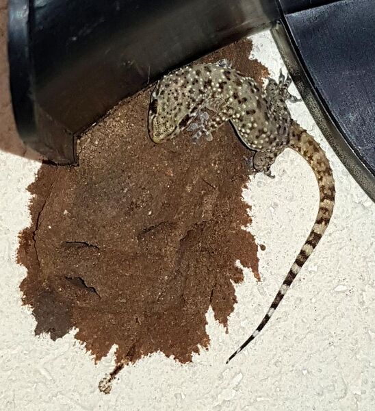 File:Mediterranean house gecko ambush.jpg