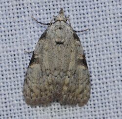 Meganola phylla - Coastal Plain Meganola Moth (13969499879).jpg