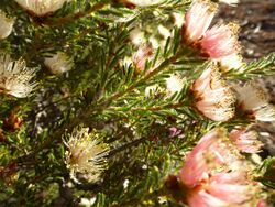 Melaleuca urceolaris(3).jpg