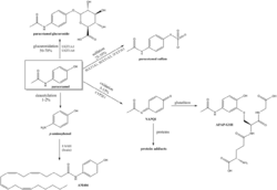 Metabolism of paracetamol.png