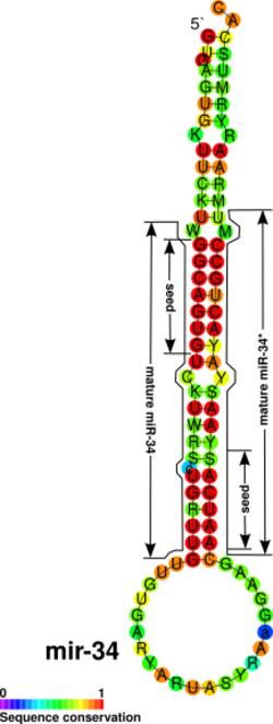MicroRNA-34 precursor structure.svg