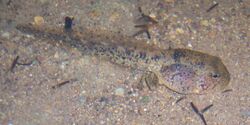 Mixophyes iteratus tadpole.jpg