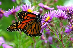 Monarch butterfly - Butterfly Place in Westford, Massachusetts (2).jpg
