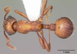 Myrmica brevispinosa casent0104831 dorsal 1.jpg