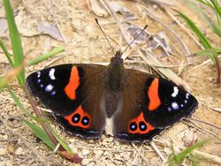 NZ Red Admiral Butterfly (Vanessa gonerilla).jpg