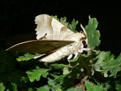 Oak Hawk-moth (Marumba quercus) (8332989246).jpg