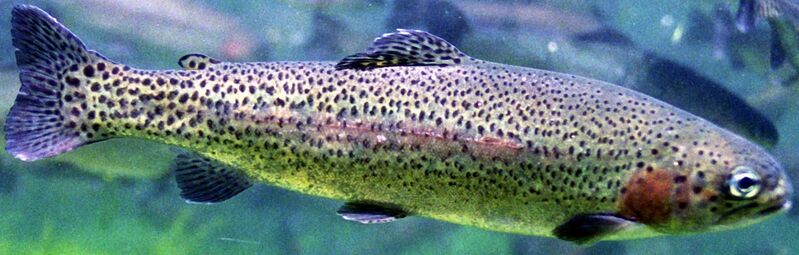 File:Oncorhynchus mykiss.jpg