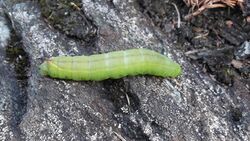 One-Eyed Sphinx Moth Caterpillar.jpg