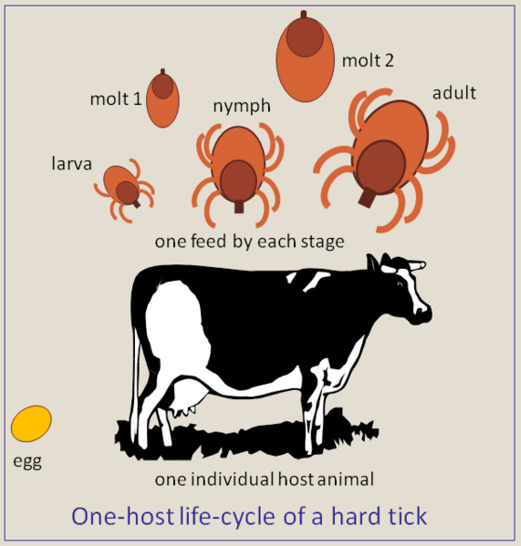 File:One-host-tick-lifecycle.png